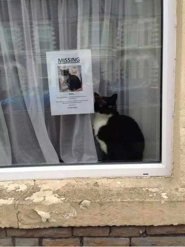 insolite affiche chat perdu