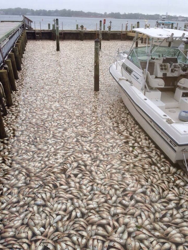 insolite mort poisson riviere