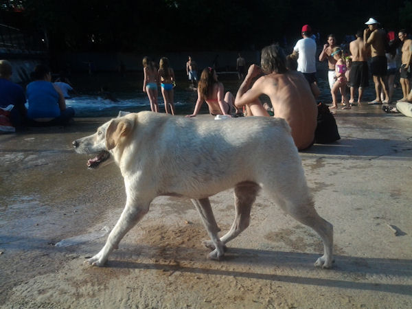 insolite chien colonne vertebrale