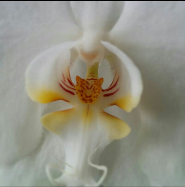 insolite fleur orchidee tigre