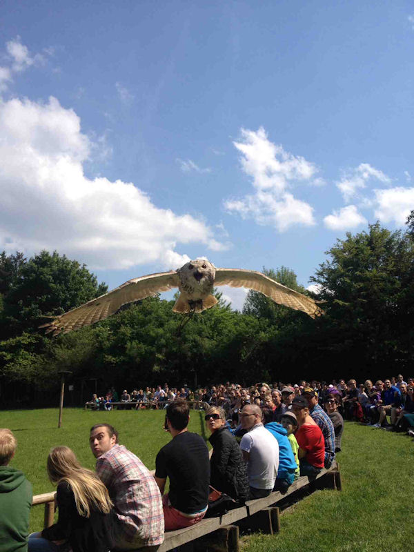 insolite mecontent oiseau