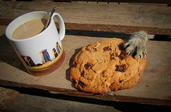 insolite chat cookie patte