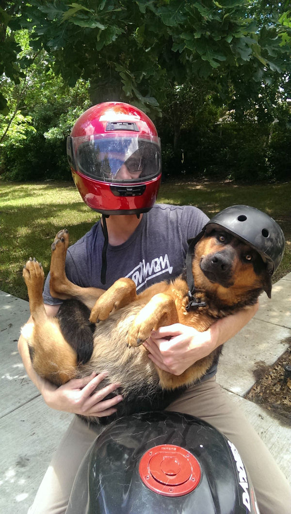 insolite casque chien moto