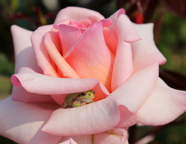 insolite grenouille rose