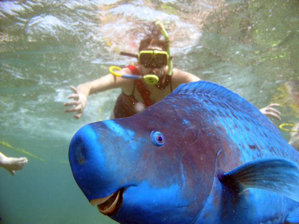 insolite photobomb poisson