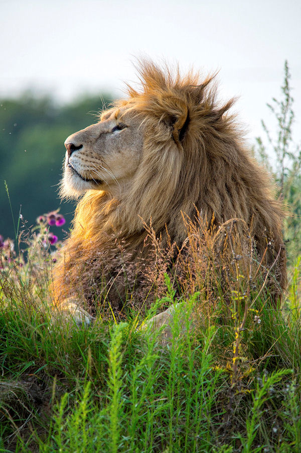 insolite lion roi