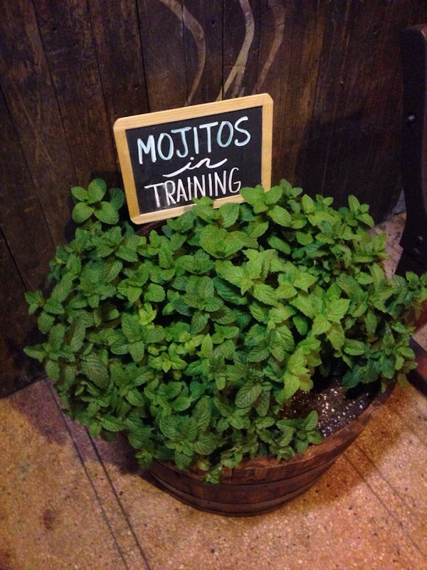 insolite menthe mojitos