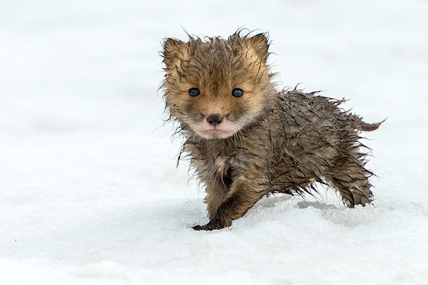 insolite bebe neige renard renardeau