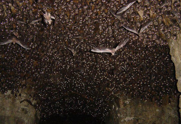 insolite cave chauve-souris grotte plafond