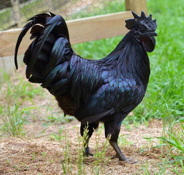 insolite noir poulet