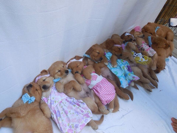 insolite chiot robe sieste