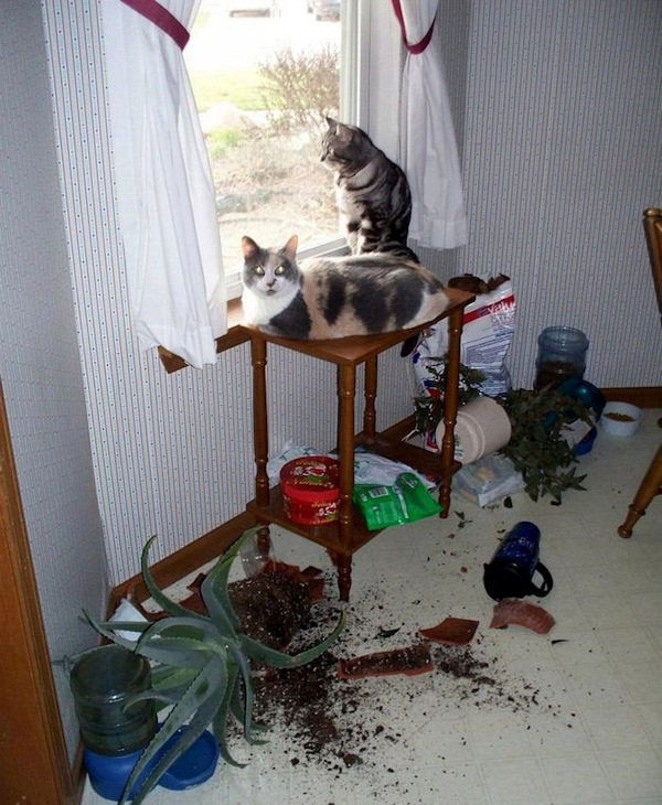 insolite chat meuble plante