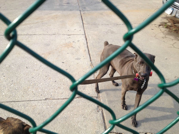 insolite chien garde machette