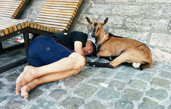 insolite bouc chevre dormir sdf