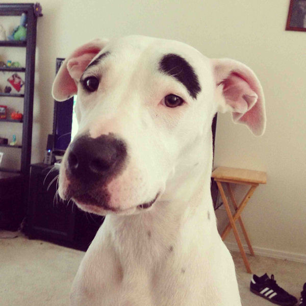 insolite chien sourcil tache