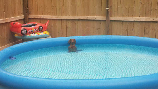 insolite chien eau piscine
