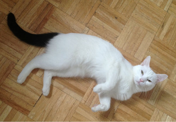 insolite chat noir queue