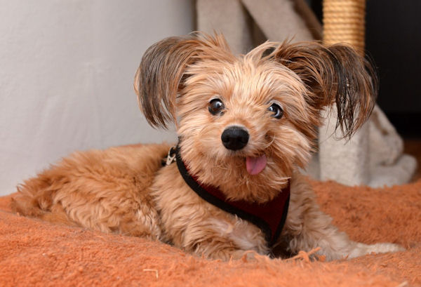 insolite chien drole langue tete tirer