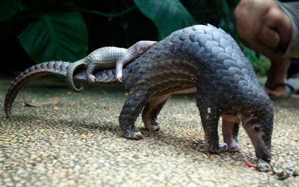 insolite bebe pangolin queue