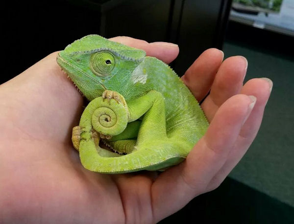 insolite cameleon queue