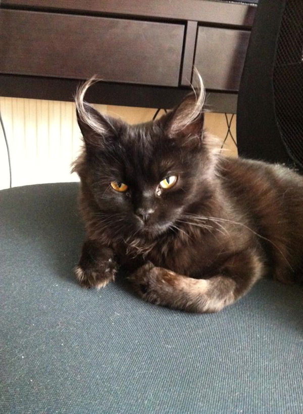 insolite chat diable oreille poil