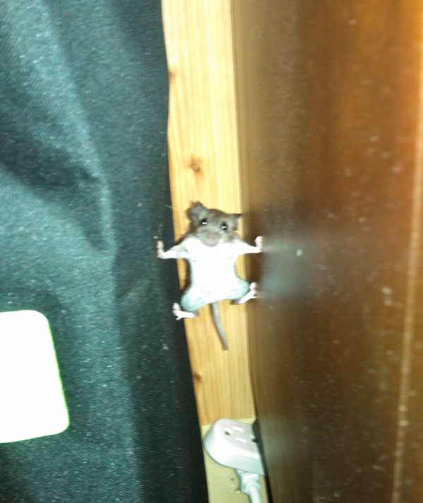 insolite meuble souris
