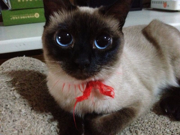 insolite chat gros manga oeil