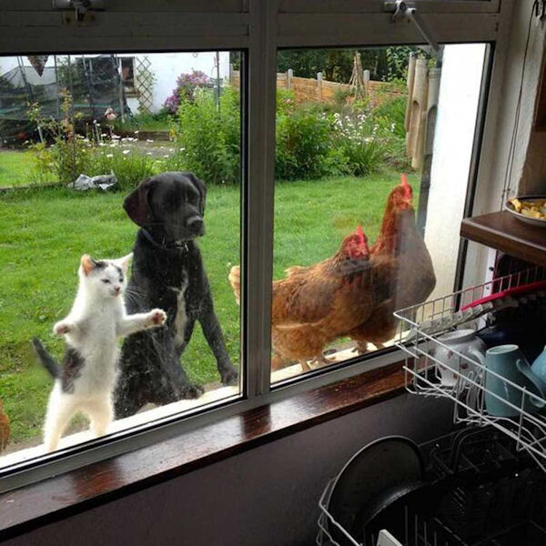 insolite chat chien cuisine fenetre poule
