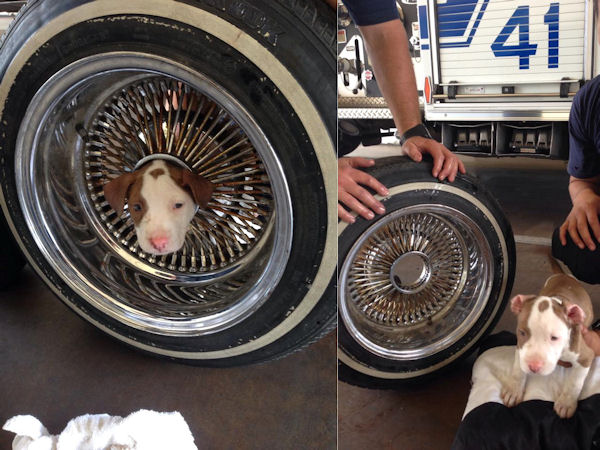 insolite chien chiot coince roue voiture