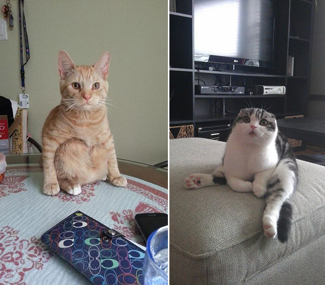 4 Images 1 Mot 4 Chats Des chats assis bizarrement - Image