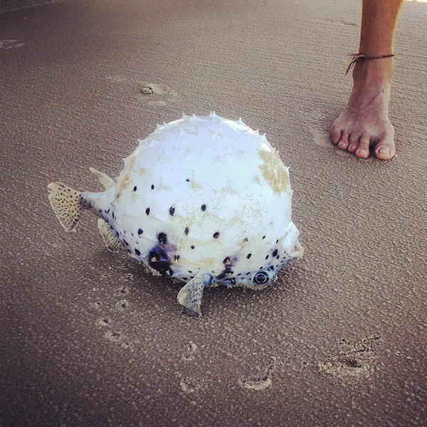 insolite ballon fugu plage poisson