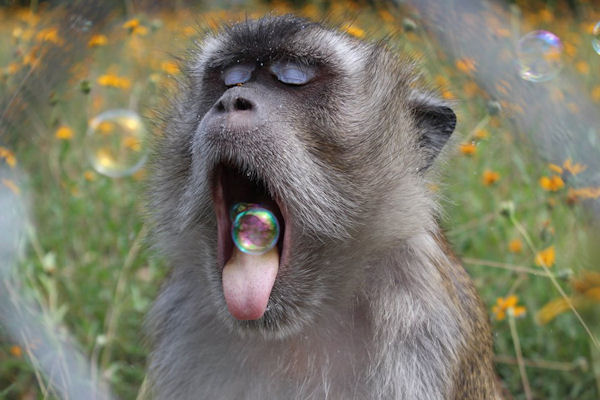 insolite bulle gueule savon singe
