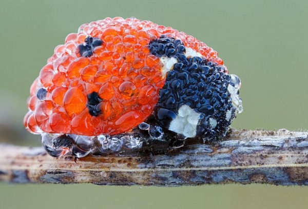 insolite coccinelle eau goutte