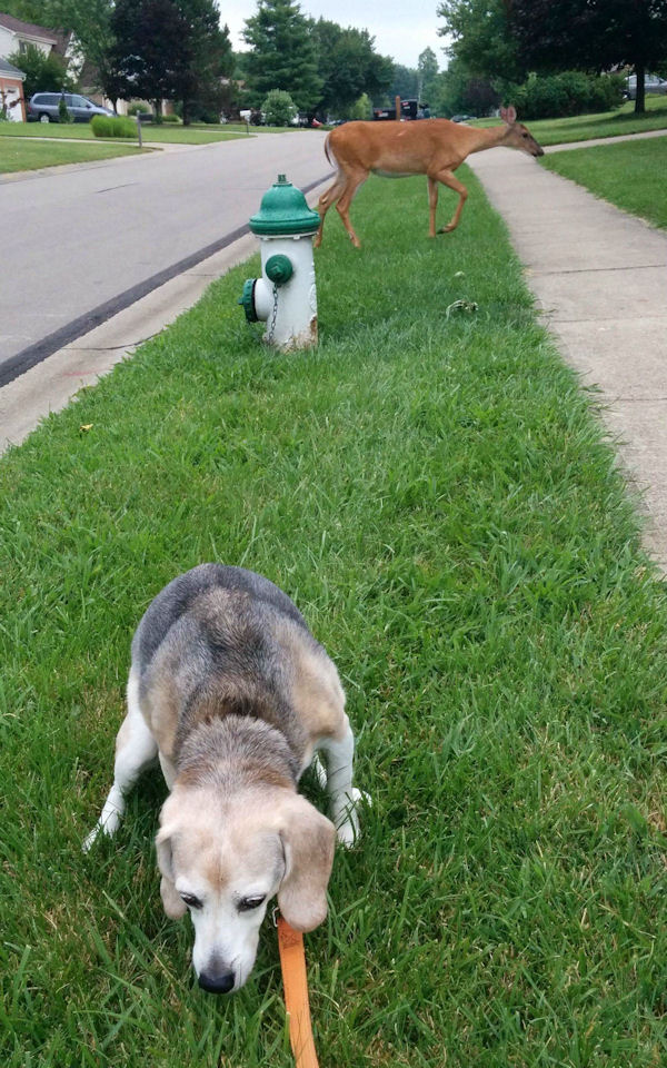 insolite biche chasse chien