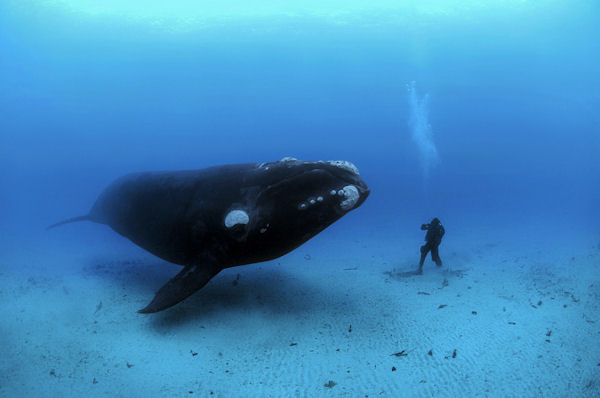 insolite baleine plongeur rencontre