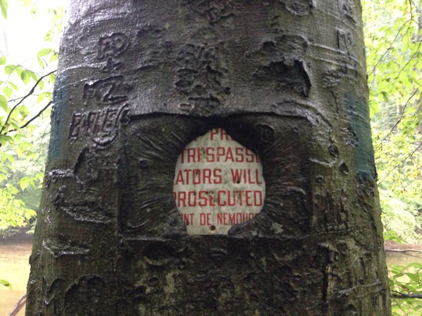 insolite arbre ecorce pancarte