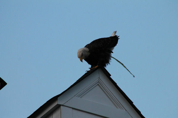 insolite aigle caca majesteux