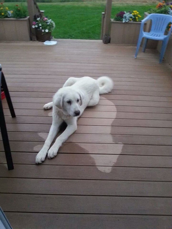 insolite chien marque pluie sol