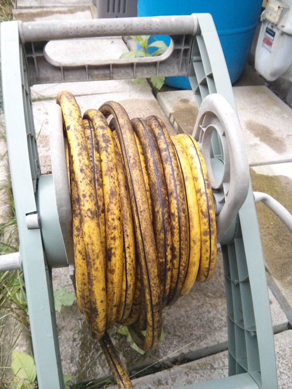 insolite arrosage banane tuyau