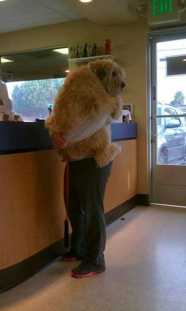 insolite bras chien maitre peur veterinaire