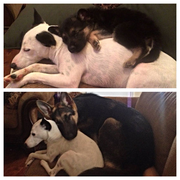 insolite apres avant chien