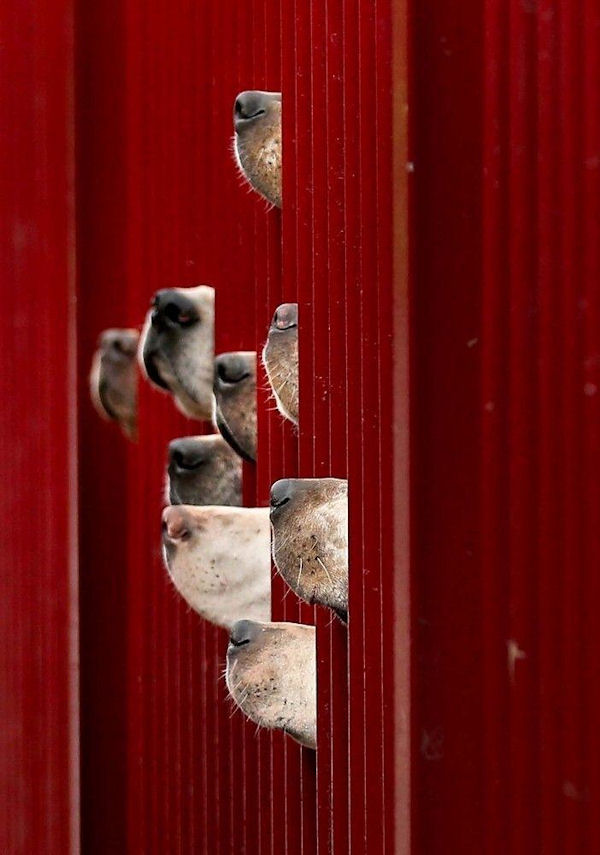insolite chien grillage truffe