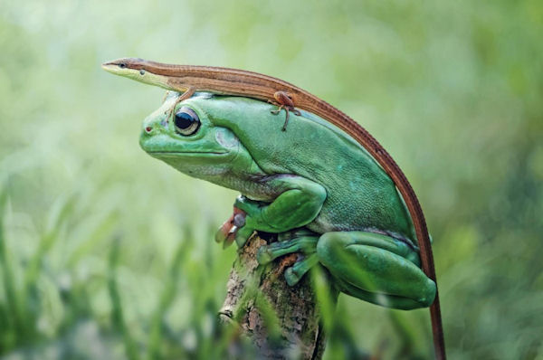 insolite grenouille lezard