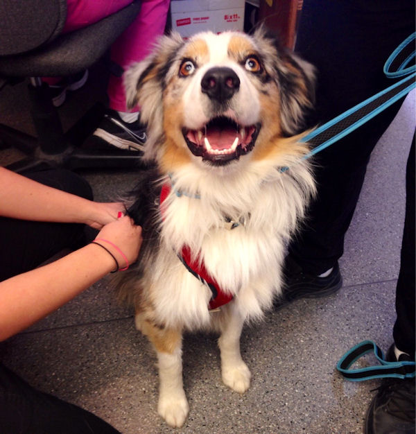 insolite chien couleur oeil