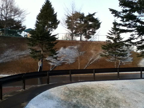 insolite arbre neige ombre