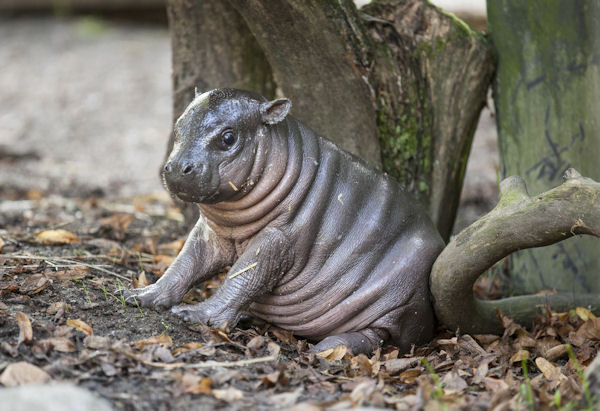 insolite bebe bourrelet hippopotame mignon