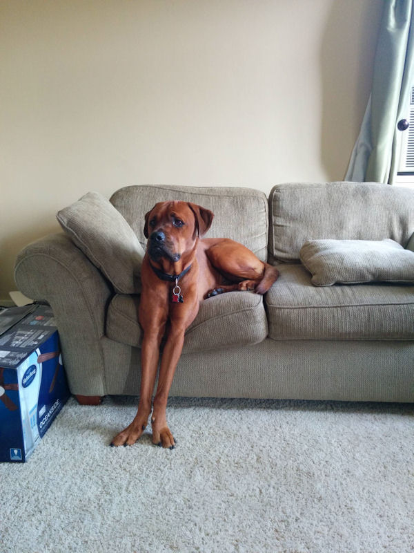 insolite canape chien patte