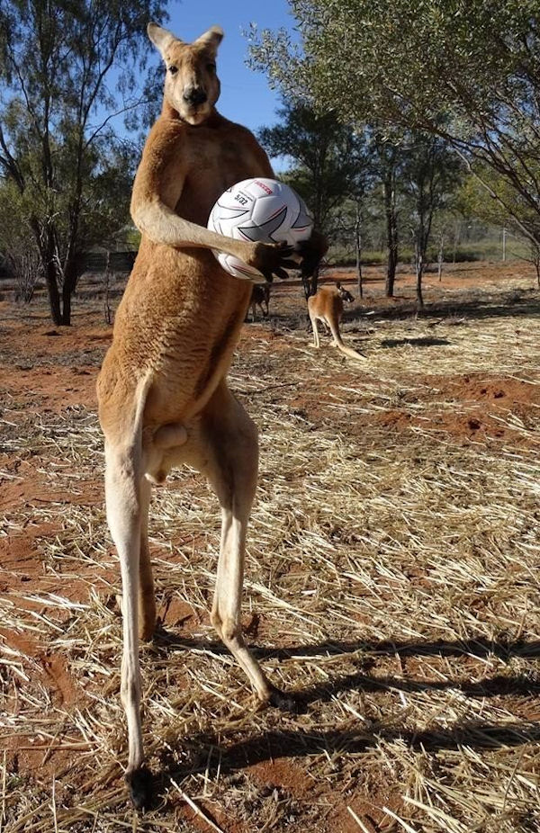 insolite ballon football kangourou