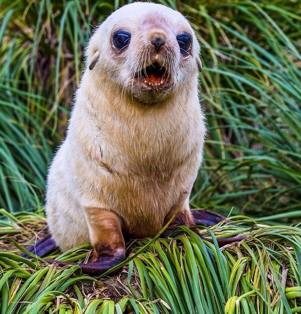 insolite bebe otarie