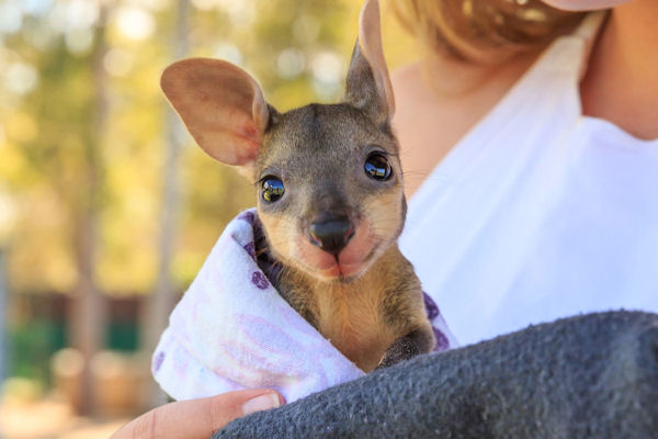 insolite bebe kangourou mignon